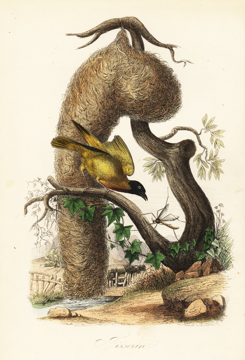 村织工，Ploceus cucullatus，与编织的草巢 作者 法语学校