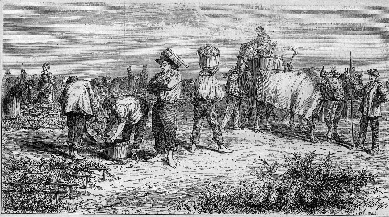 梅多克的葡萄栽培：收获时采摘葡萄。1868年1月11日《世界画报》第561期的版画。 作者 法语学校