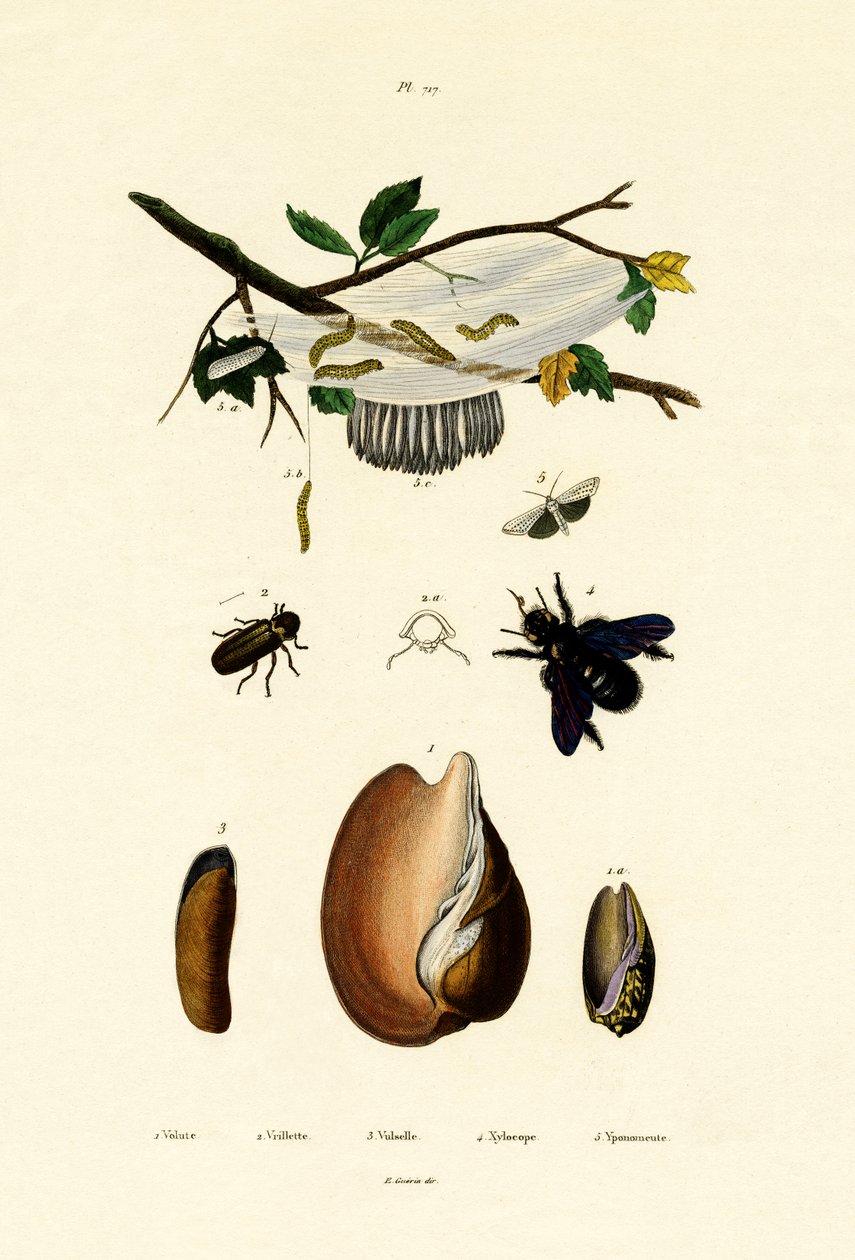 Volute Shell，1833-39 作者 法语学校