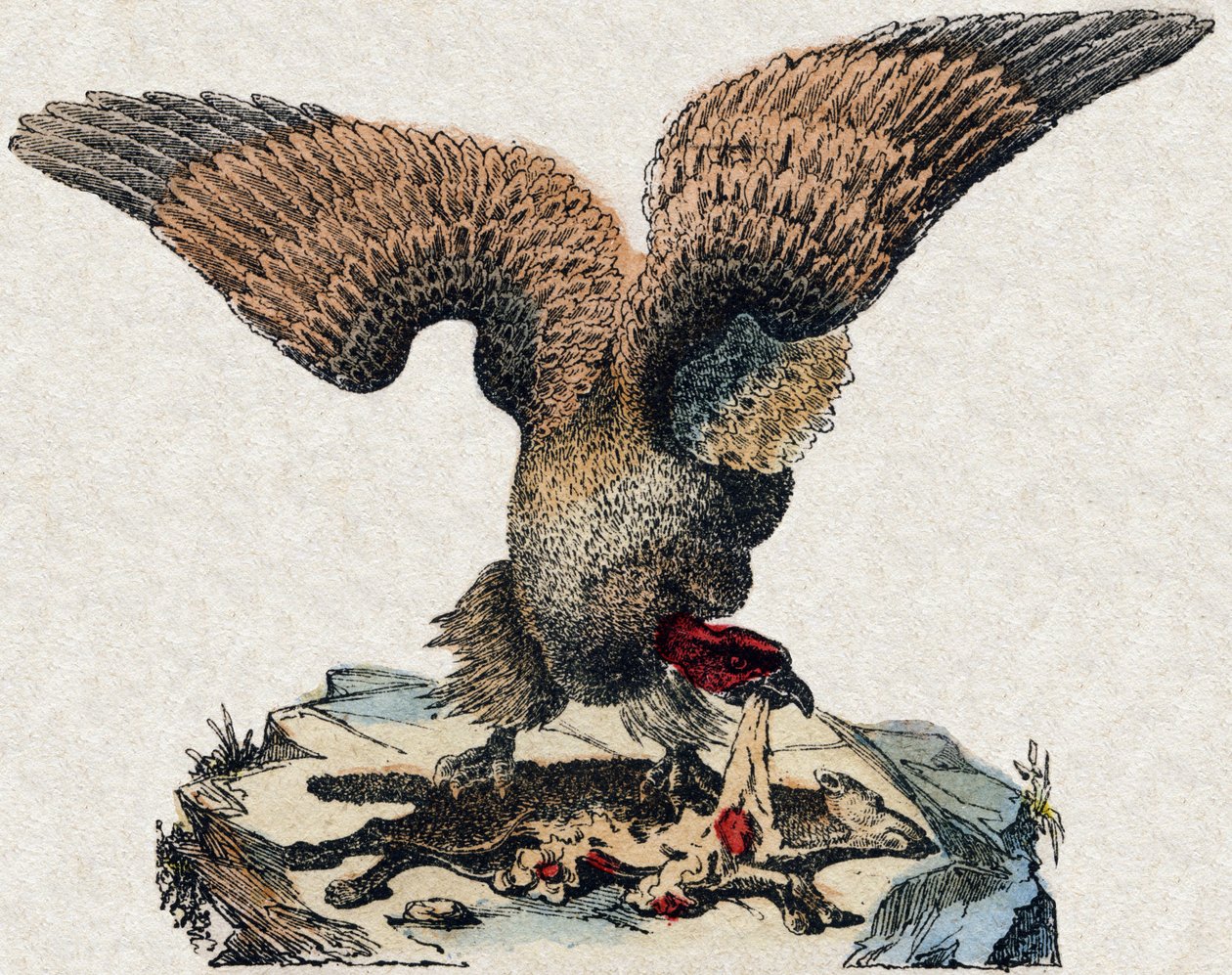 Vulture. Engraving in “” Alphabet des animaux sauvages””. 9th Serie. Imagery of Epinal, Pellerin, printer-publisher, circa 1870. Engravings on wood, stencilled. 16 pages. Dim: 20 x 15 cm. Private Collection 作者 法语学校