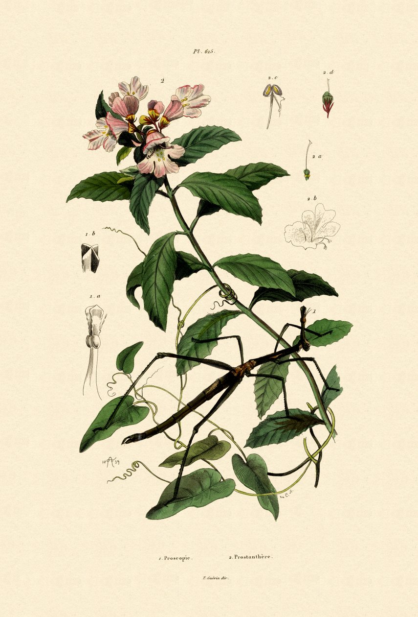 手杖昆虫，1833年至1939年 作者 法语学校