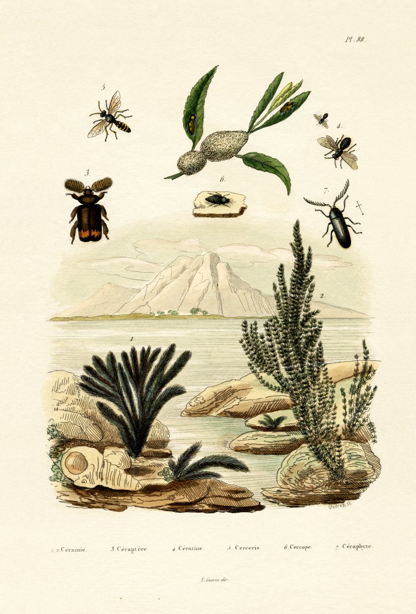黄蜂，1833-39 作者 法语学校