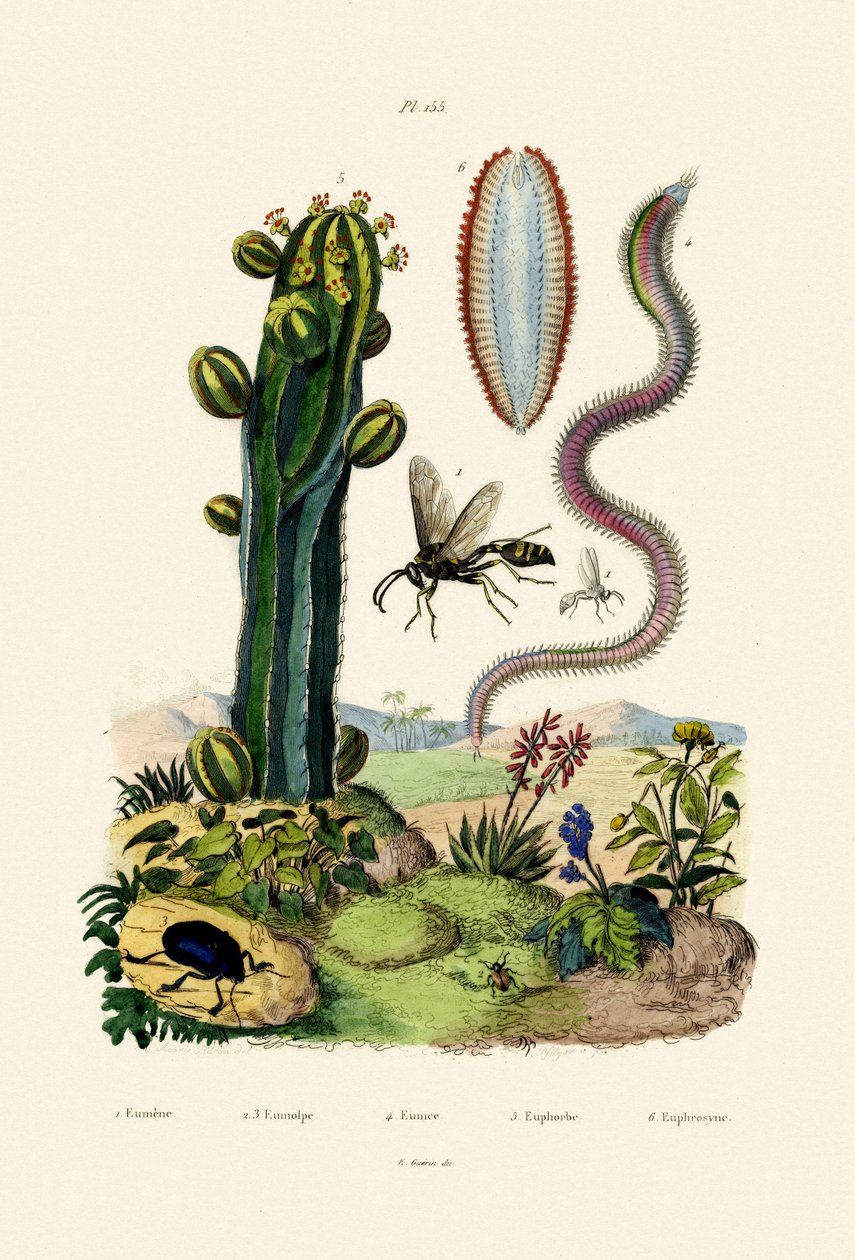 黄蜂，1833-39 作者 法语学校