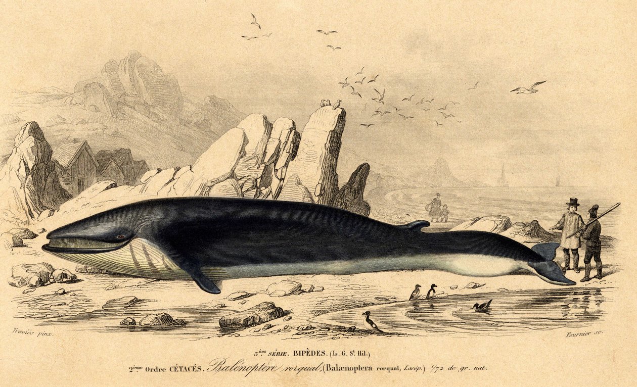 鲸鱼（Balaenoptera rorqual） 作者 法语学校