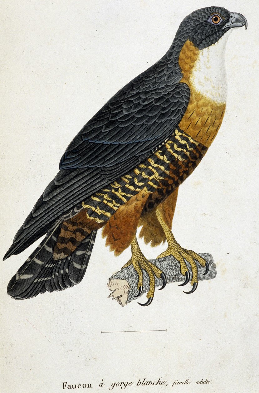 White-throated Falcon, adult female 作者 法语学校