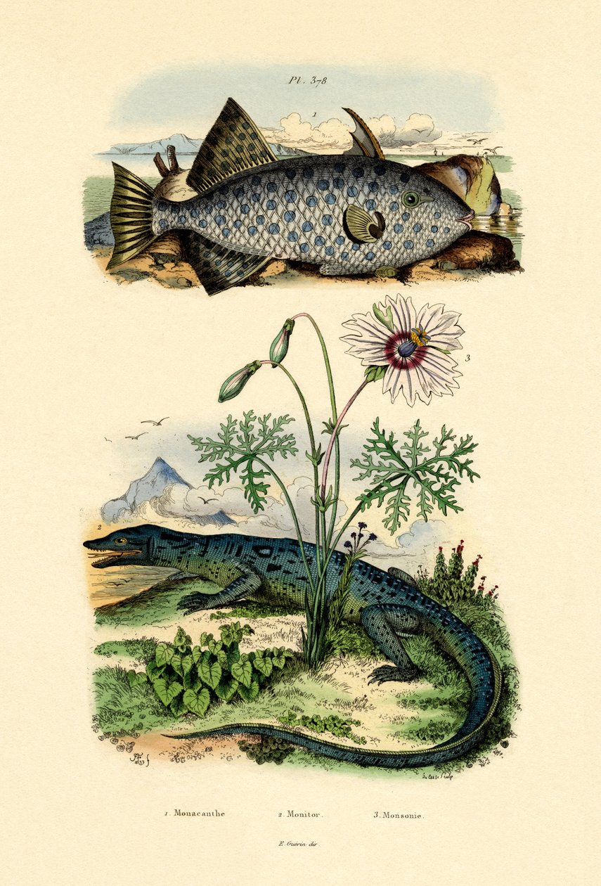 Whitespotted Filefish，1833-39 作者 法语学校