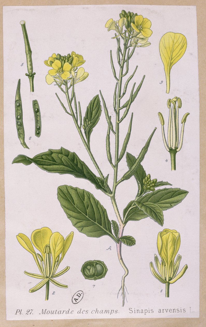 野芥菜（Sinapis Arvensis） 作者 法语学校