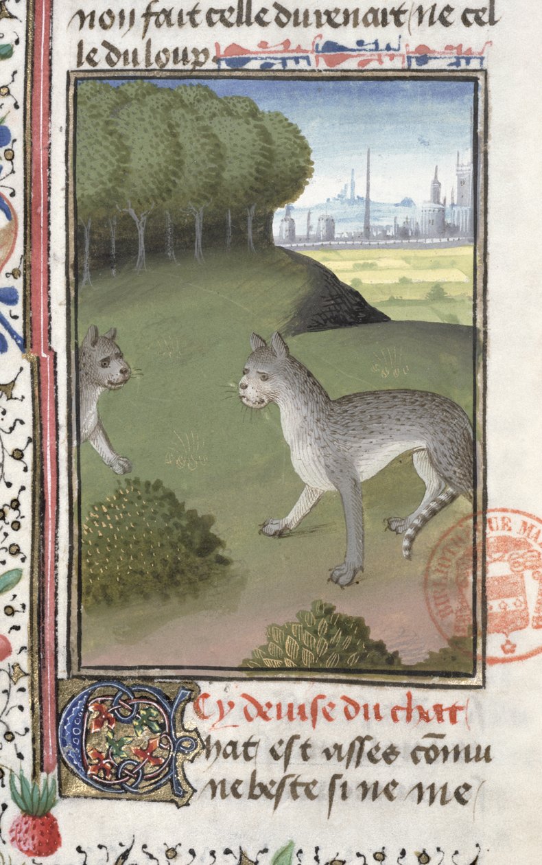 野猫，来自Gaston Phebus de Foix的狩猎书（1331-91） 作者 法语学校
