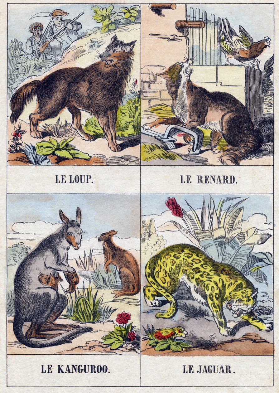 狼; 狐狸; 袋鼠； 捷豹。 雕刻“Buffon Alphabet des Animaux”。第三系列 N 1。Epinal，Epinal，19 世纪后期的成像。16 页。尺寸：28x21cm 作者 法语学校