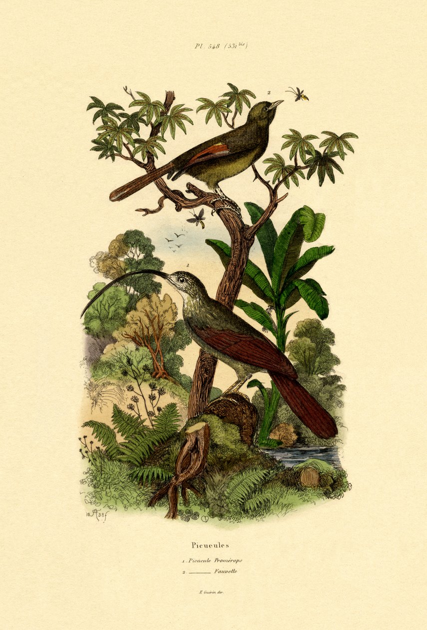 Woodcreeper，1833-39 作者 法语学校