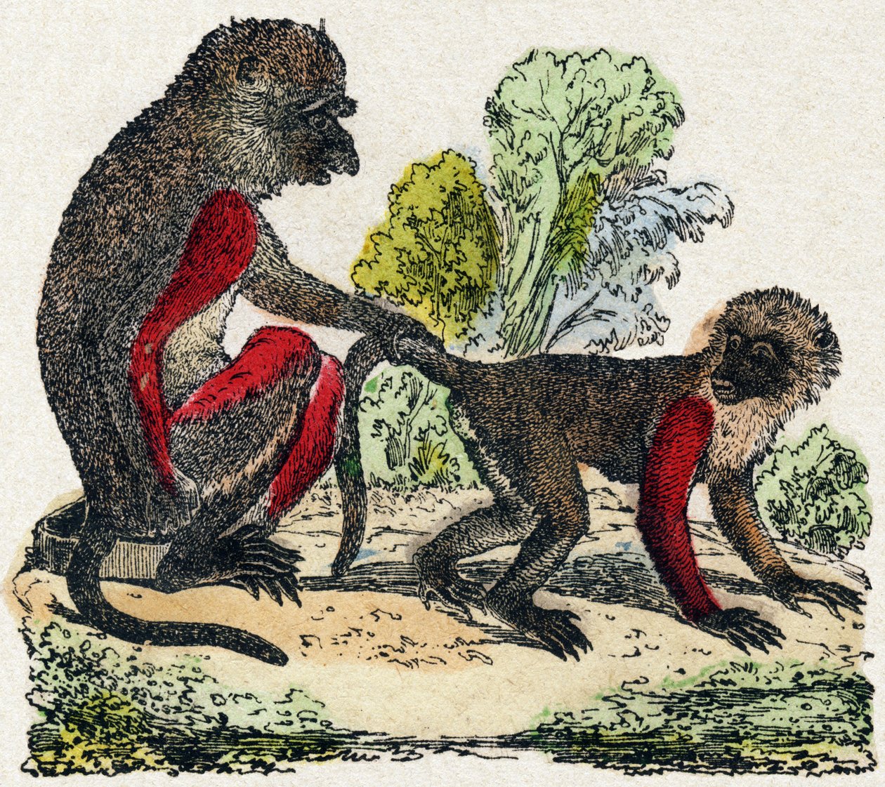 Yarques. Engraving in “” Alphabet des animaux sauvages””. 9th Serie. Imagery of Epinal, Pellerin, printer-publisher, circa 1870. Engravings on wood, stencilled. 16 pages. Dim: 20 x 15 cm. Private Collection 作者 法语学校