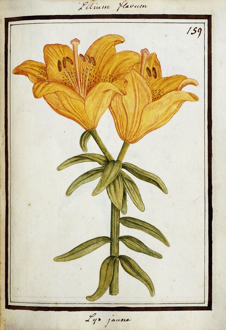 黄百合，约1700年 作者 法语学校
