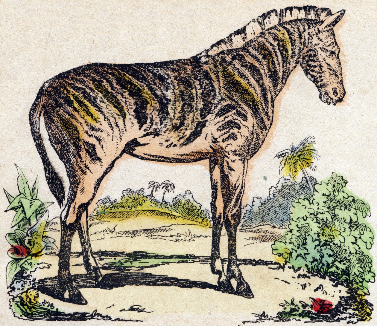 Zebra. Engraving in “” Alphabet des animaux sauvages””. 9th Serie. Imagery of Epinal, Pellerin, printer-publisher, circa 1870. Engravings on wood, stencilled. 16 pages. Dim: 20 x 15 cm. Private Collection 作者 法语学校