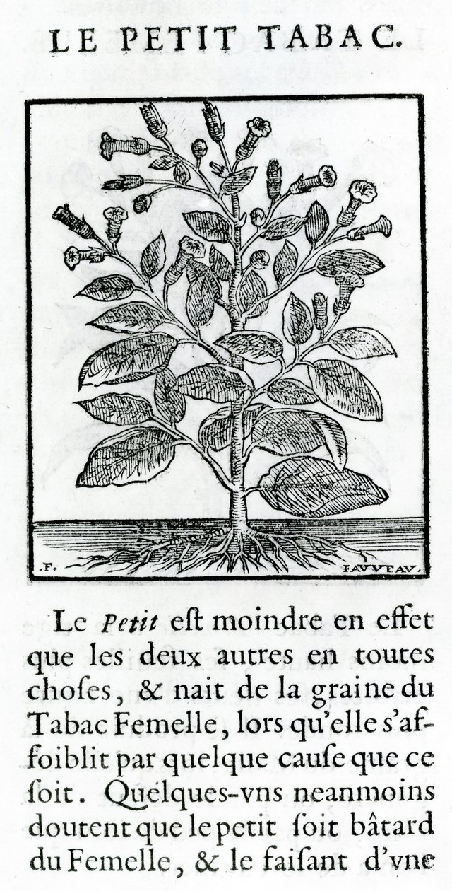 烟草毒药，来自烟草演讲的插图由Jean Le Royer de Prade，1671年 作者 法语学校