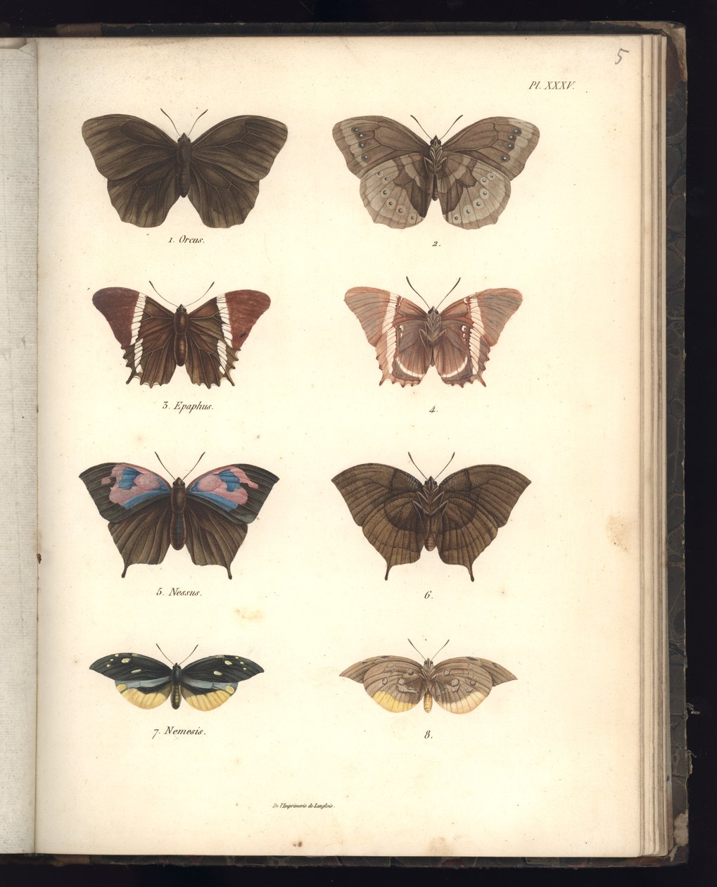 Lepidoptera，Pl.XXXV，来自&39;动物学和解剖学比较汇编，第二部分&39;的插图，由Al。 Humboldt和A. Bonplant，巴黎，1821年（彩色雕刻） 作者 弗里德里希·亚历山大·冯·洪堡男爵