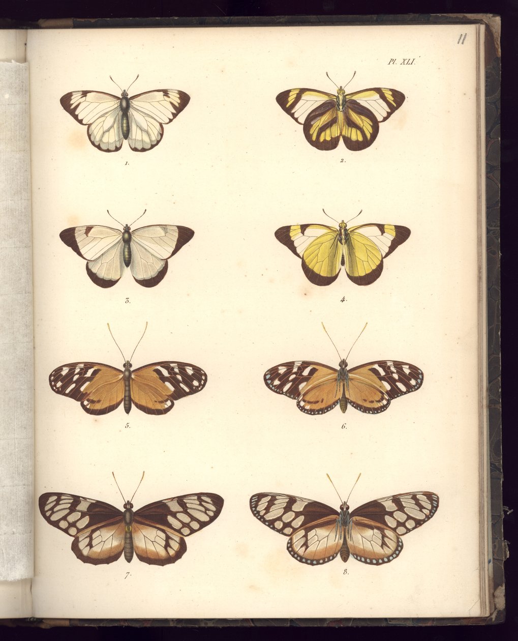 Lepidoptera，Pl.XLI，来自动物学和比较解剖学比较集合的插图，第二部分，Al。 Humboldt和A. Bonplant，巴黎，1821年（彩色雕刻） 作者 弗里德里希·亚历山大·冯·洪堡男爵