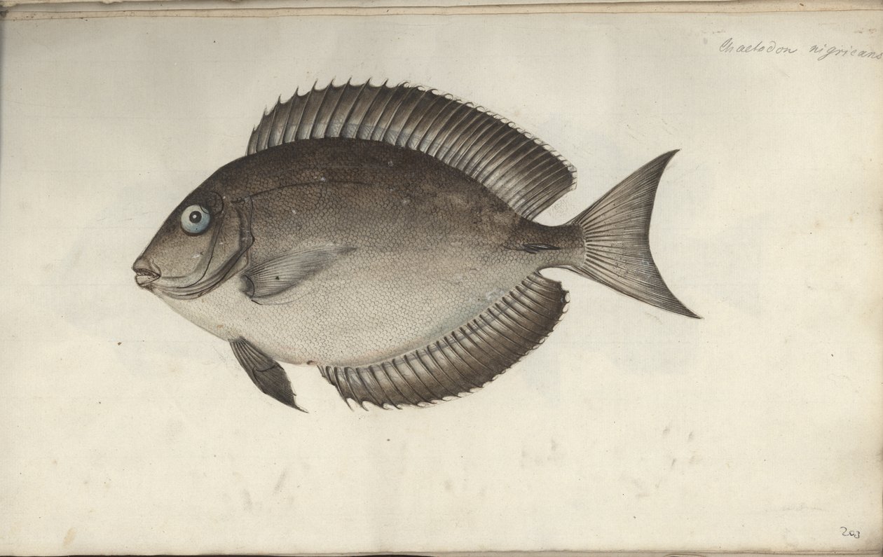 Chaetodon nigricans，1787年之前 作者 弗里德里希·奥古斯特·克鲁格