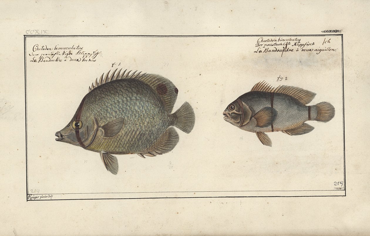 Chaetodon ocellatus，1790年之前 作者 弗里德里希·奥古斯特·克鲁格