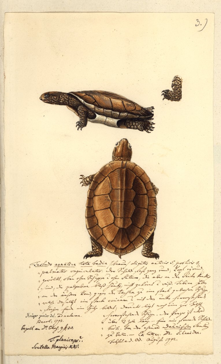 Plantiys platicephala，1793（wc和笔和墨水在纸上） 作者 弗里德里希·奥古斯特·克鲁格