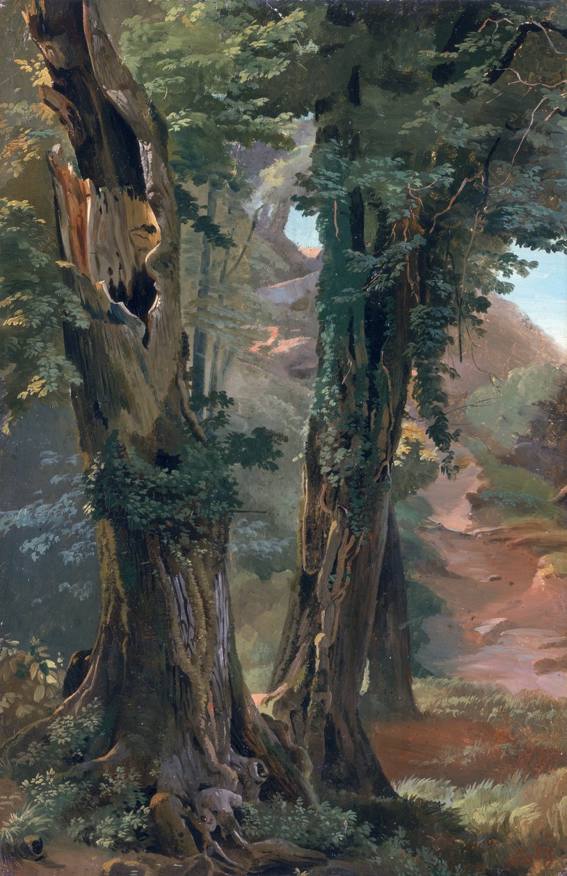旧榆树，1835年（船上纸上油） 作者 弗雷德里克·纳利