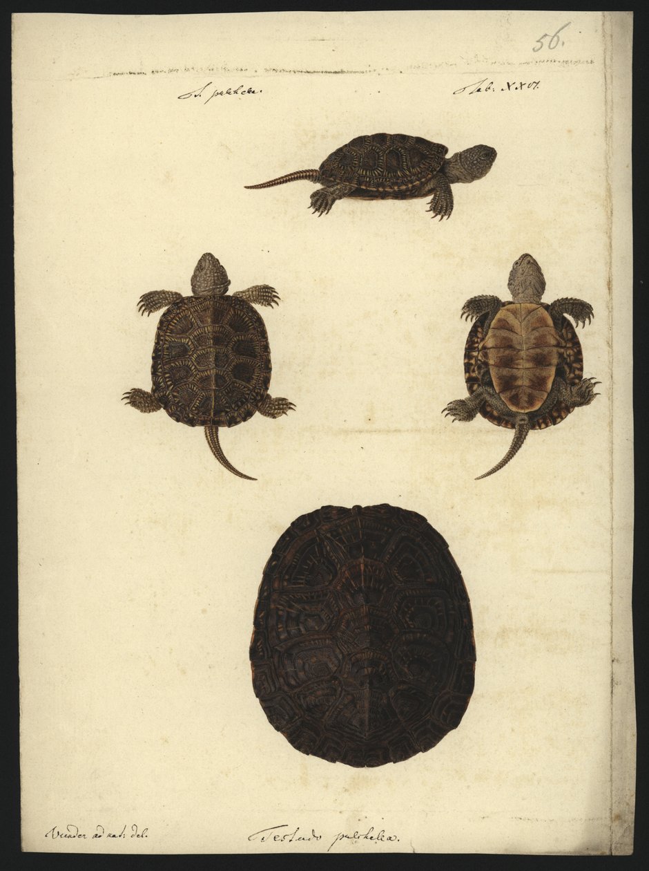 在1801年之前，Emys orbicularis 作者 弗里德里希·威廉·旺德