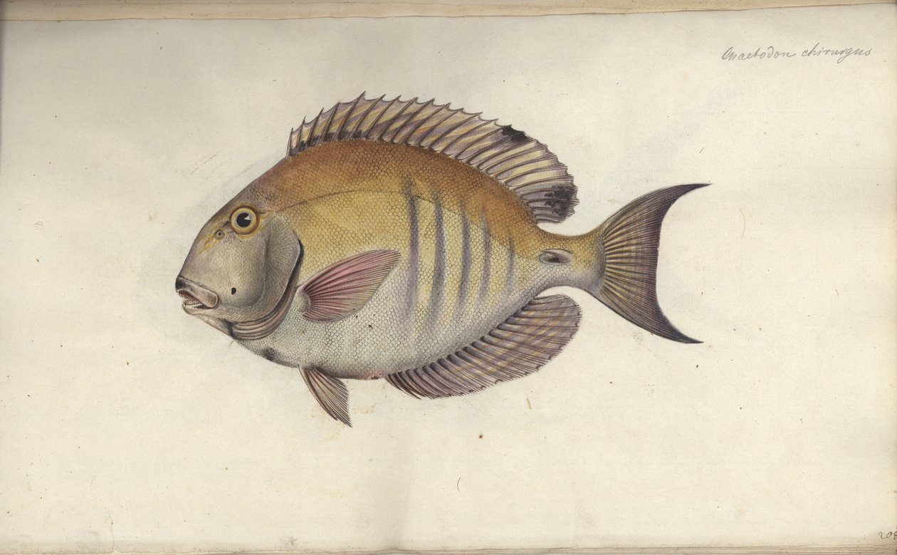 Chaetodon chirurgus，1787年之前 作者 弗里德里希·奥古斯特·克鲁格
