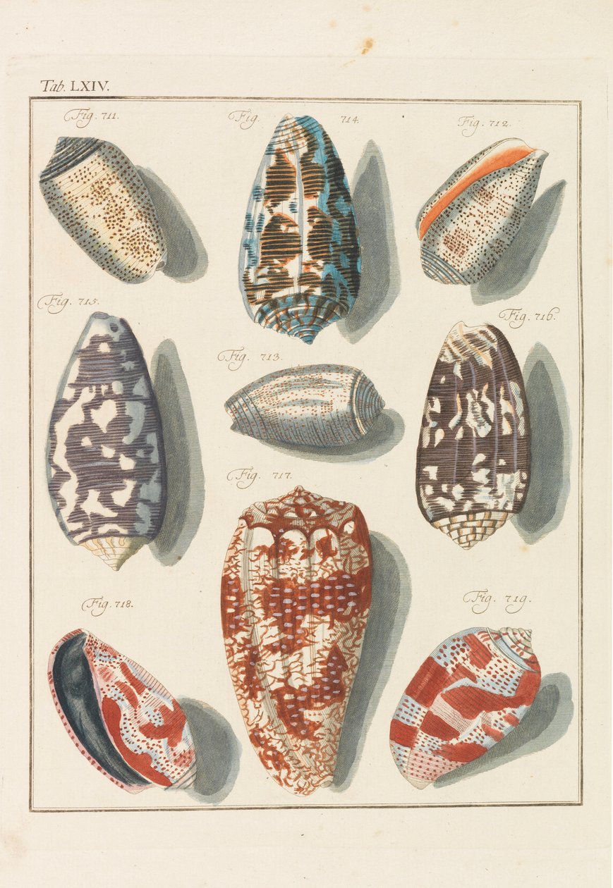 Newues systematisches Conchylien-Cabinet, 1768. 作者 弗里德里希·海因里希·威廉·马蒂尼
