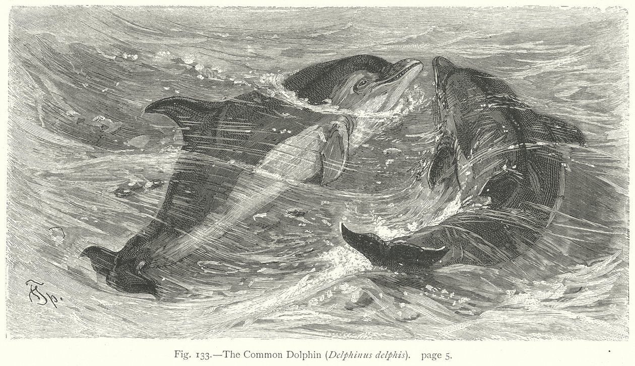 普通海豚（Delphinus Delphis）（雕刻） 作者 弗里德里希·斯佩克特（Friedrich Specht）