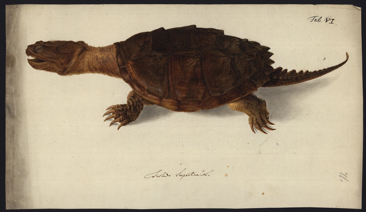 Chelydra serpentina，1792年之前 作者 弗里德里希·威廉·旺德