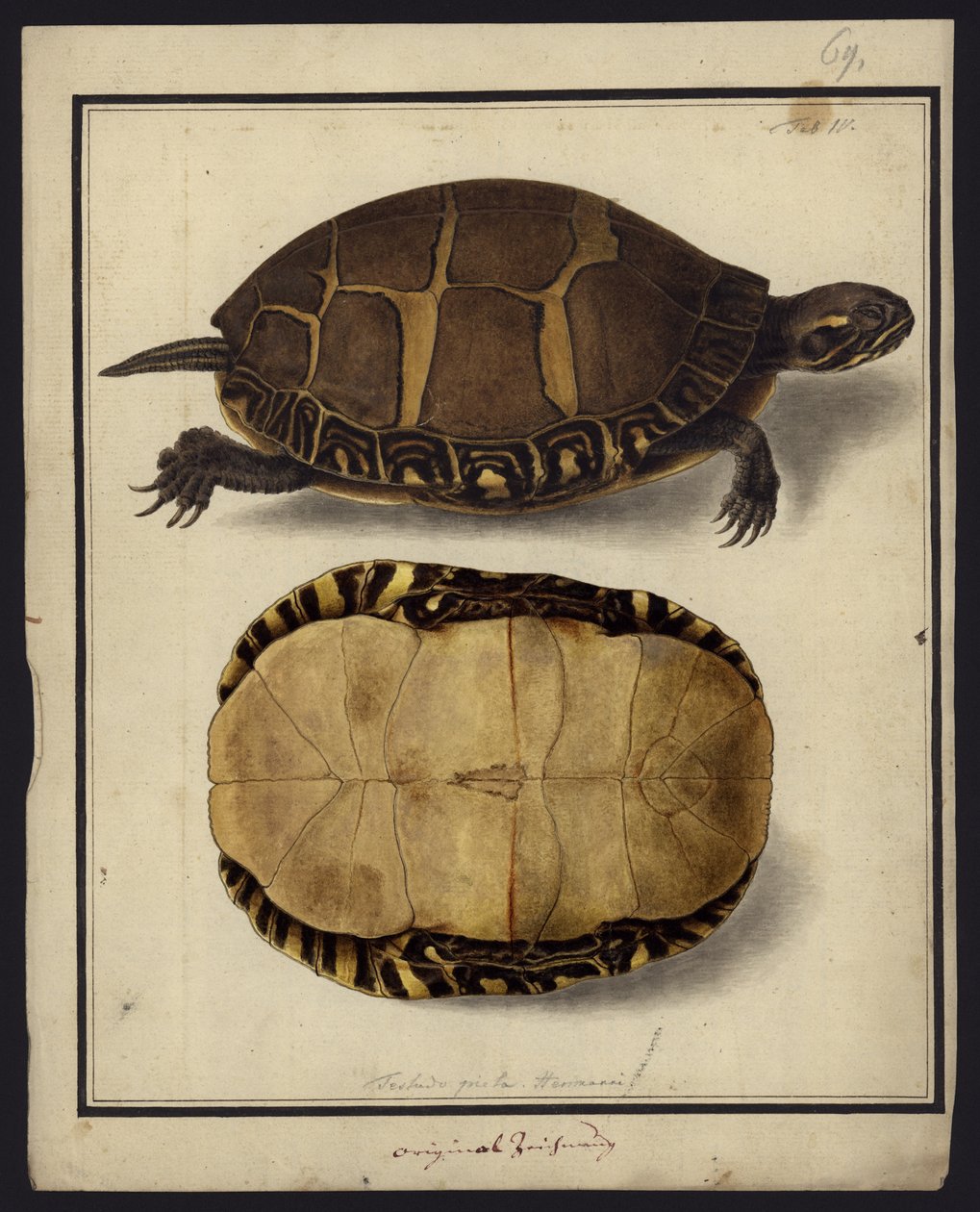 Chrysemys picta，1792年之前 作者 弗里德里希·威廉·旺德
