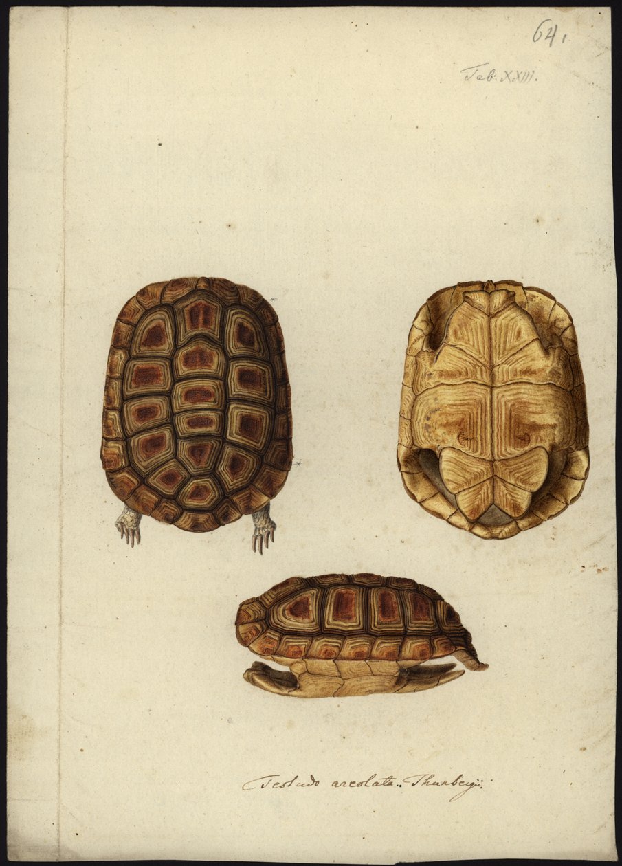 Homopus areolatus，1792年之前 作者 弗里德里希·威廉·旺德