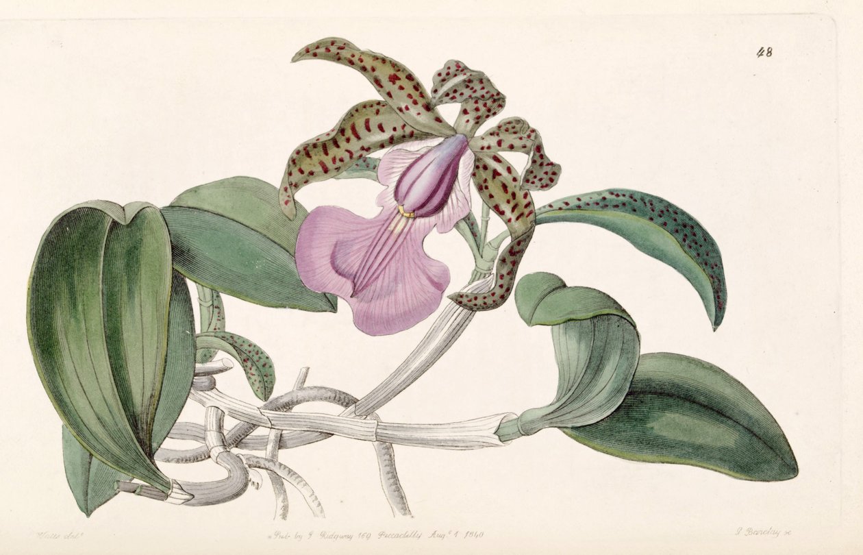 Cattleya aclandiae 作者 G.巴克莱
