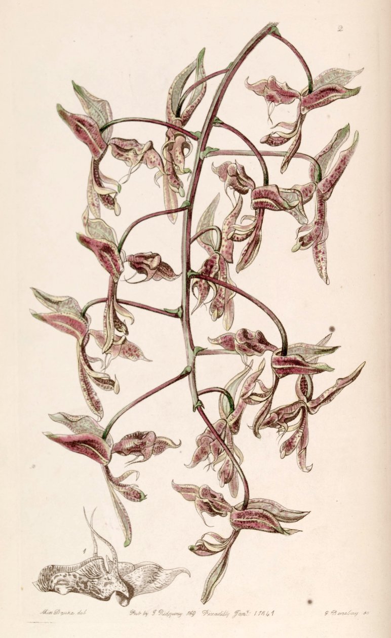 Gongora bufonia 作者 瓦茨