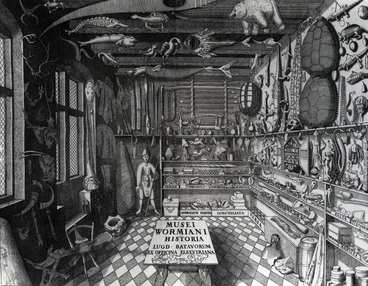 Ole Worm的好莱坞内阁来自Ole Worm的&39;Museum Wormianum&39;，1655年出版 作者 G·温托普