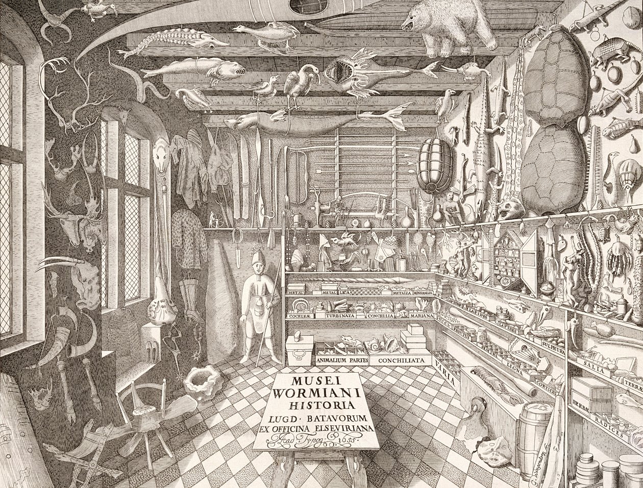1655年，莱顿的Ole Worm博物馆 作者 G·温托普