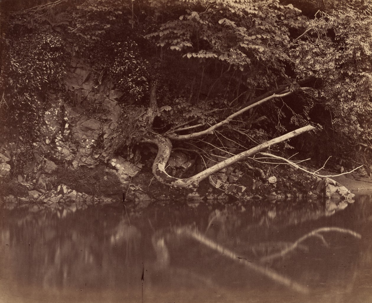 尼思谷的河岸，约 1855 年（照片1855 年（照片） 作者 国标