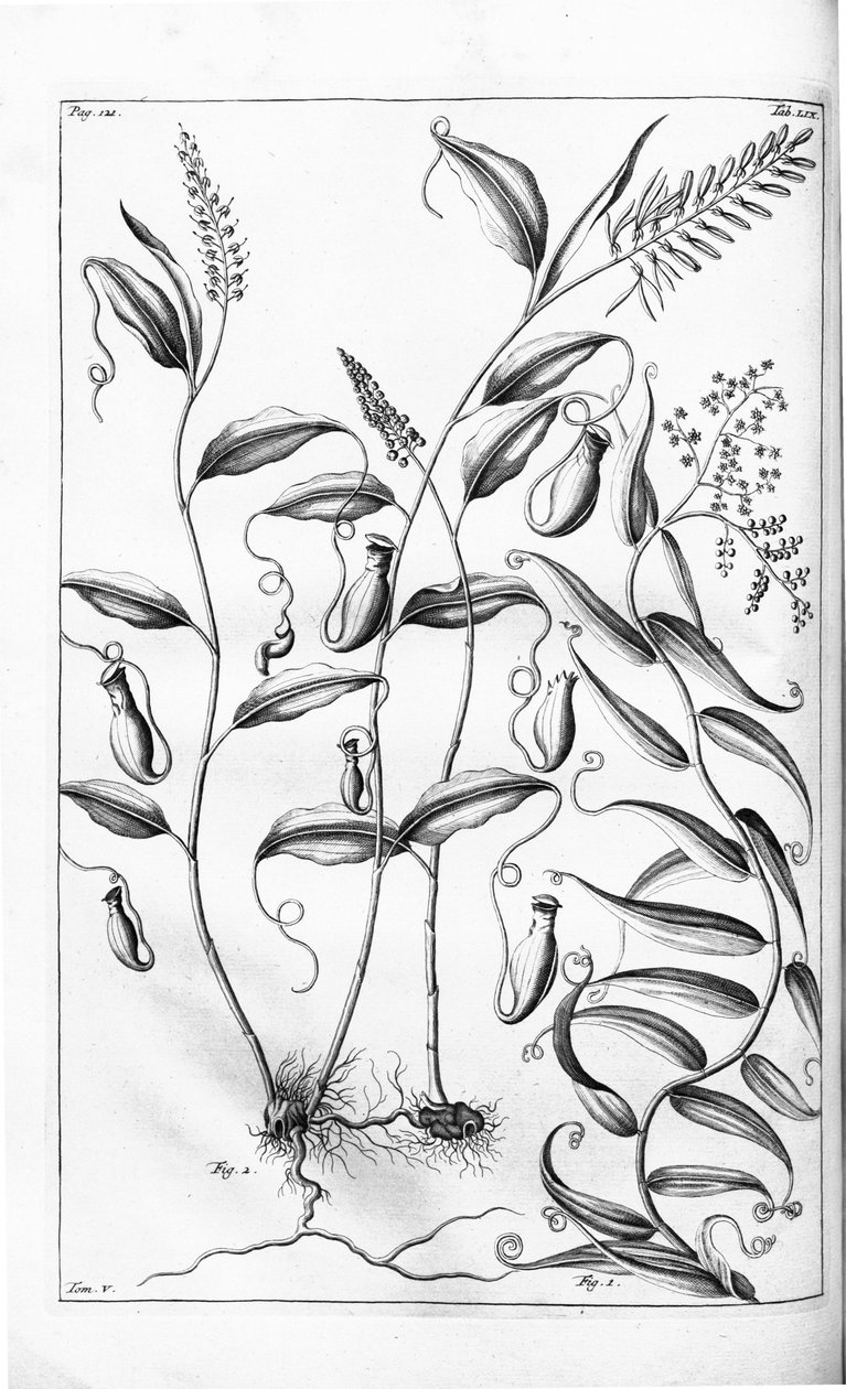 来自植物标本室的Cantharifera和Flagellaria indica， 作者 鲁比乌斯（GE Rumphius）
