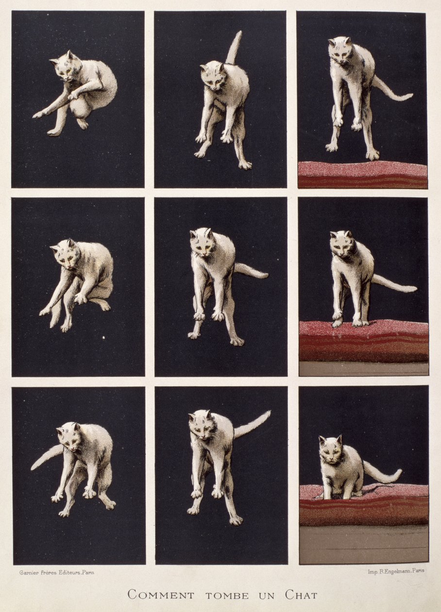 Daniel Bellet（chromolitho）的“科学最后的奇迹”中的猫瀑布 作者 拉斯拉兹