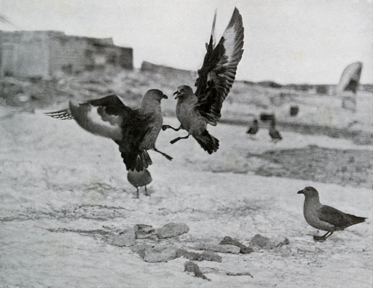 贼鸥（Suaa Gulls）争夺一些强力啤酒，1911年，1913年 作者 G.默里·列维克