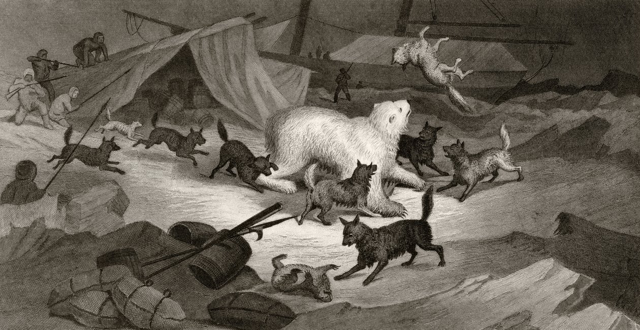 熊狩猎，由JC McRea雕刻，来自&39;1853年54,55&39;的北极探险，第一卷，由Elisha Kent Kane博士（1820-57）出版，费城，1856年 作者 怀特