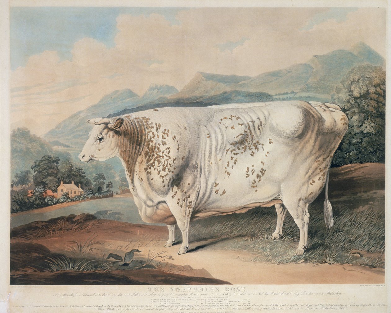 约克郡玫瑰，由C.特纳雕刻（fl.1773-1857）1838年 作者 G.霍纳之后