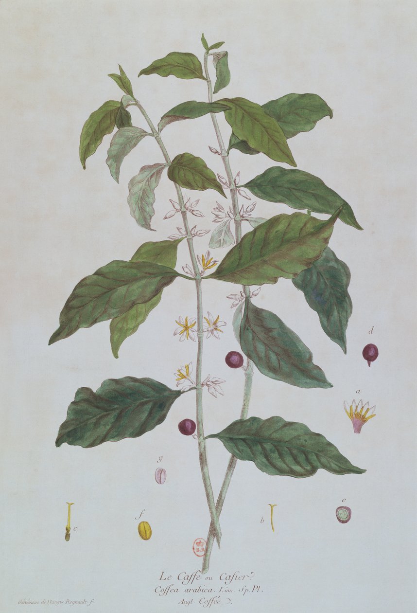 来自&39;The Botanique的Coffea Arabica（咖啡）植物板由Nicolas Francois Regnault（1746-1810）于1774年在巴黎出版 作者 Genevieve Regnault de Nangis