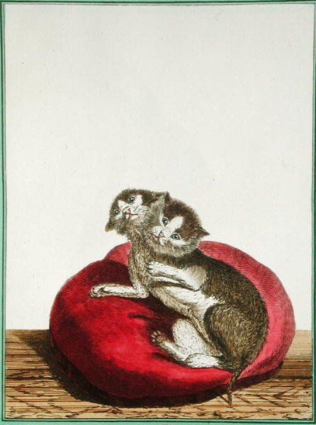 双头猫 作者 Genevieve Regnault de Nangis