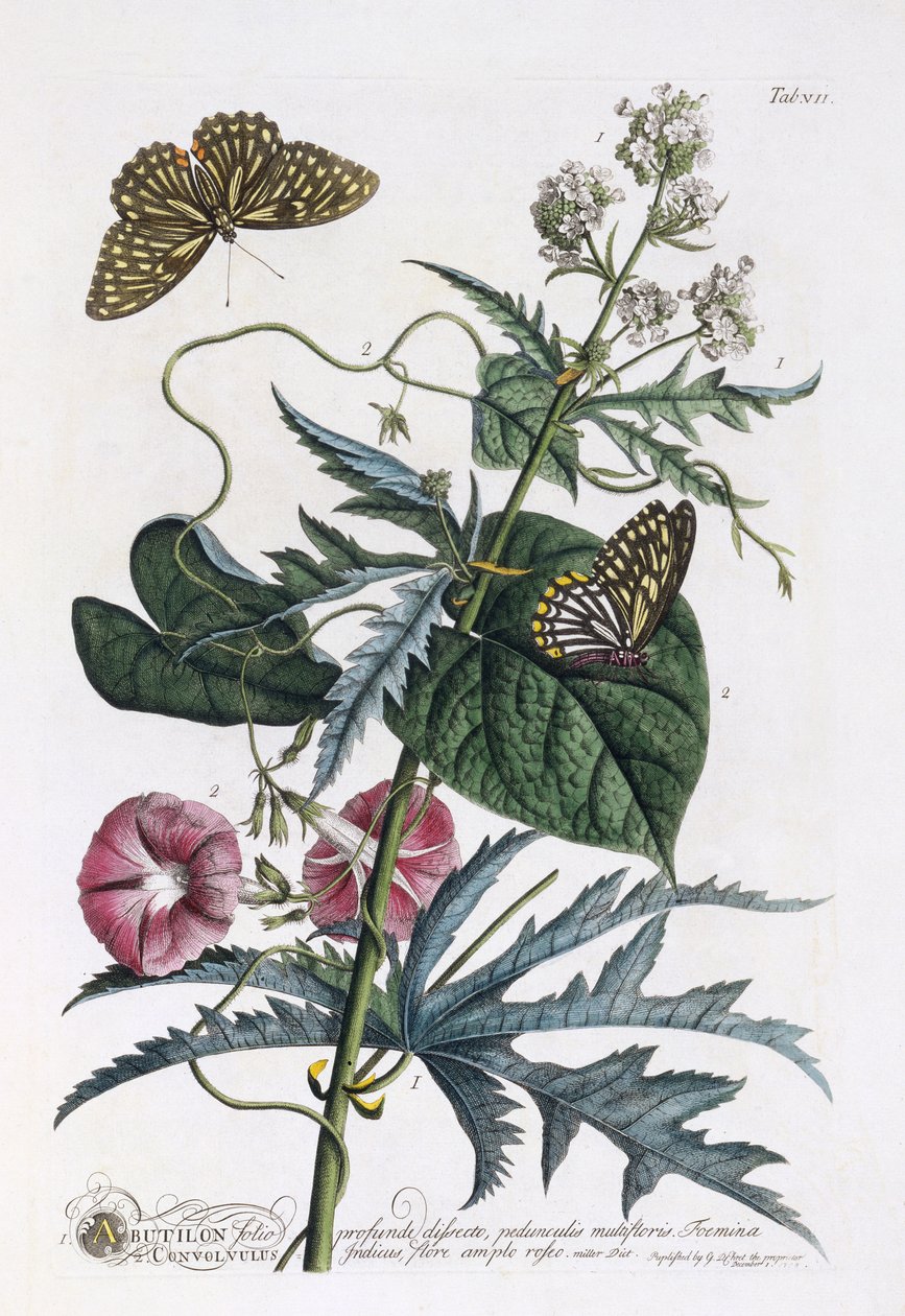 Abutilon和Convolvulus，c.1748（手工彩色雕刻） 作者 格奥尔格·狄奥尼修斯·埃雷特