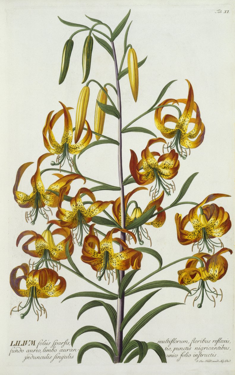 美国Turkscap Lily，c.1740（手工彩色雕刻） 作者 格奥尔格·狄奥尼修斯·埃雷特