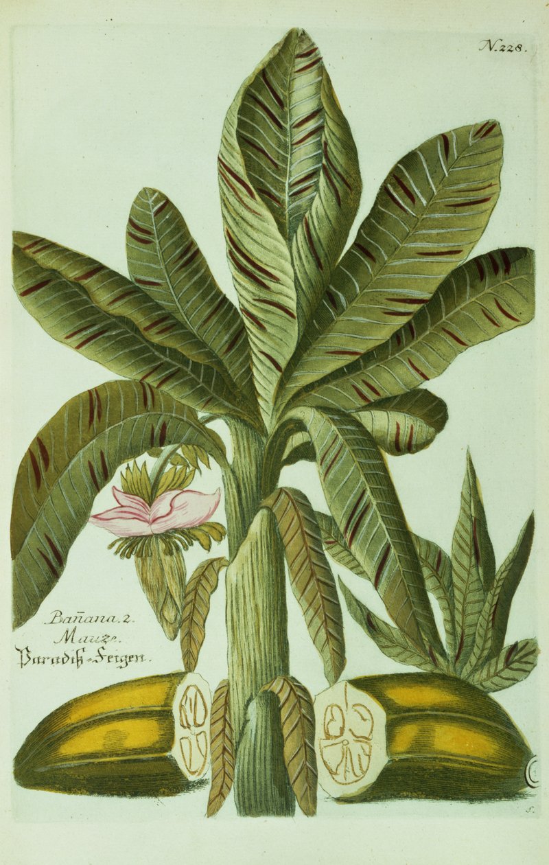 Banana，来自J. Weinmann的Phytanthoza Iconographia，1734-45 作者 格奥尔格·狄奥尼修斯·埃雷特