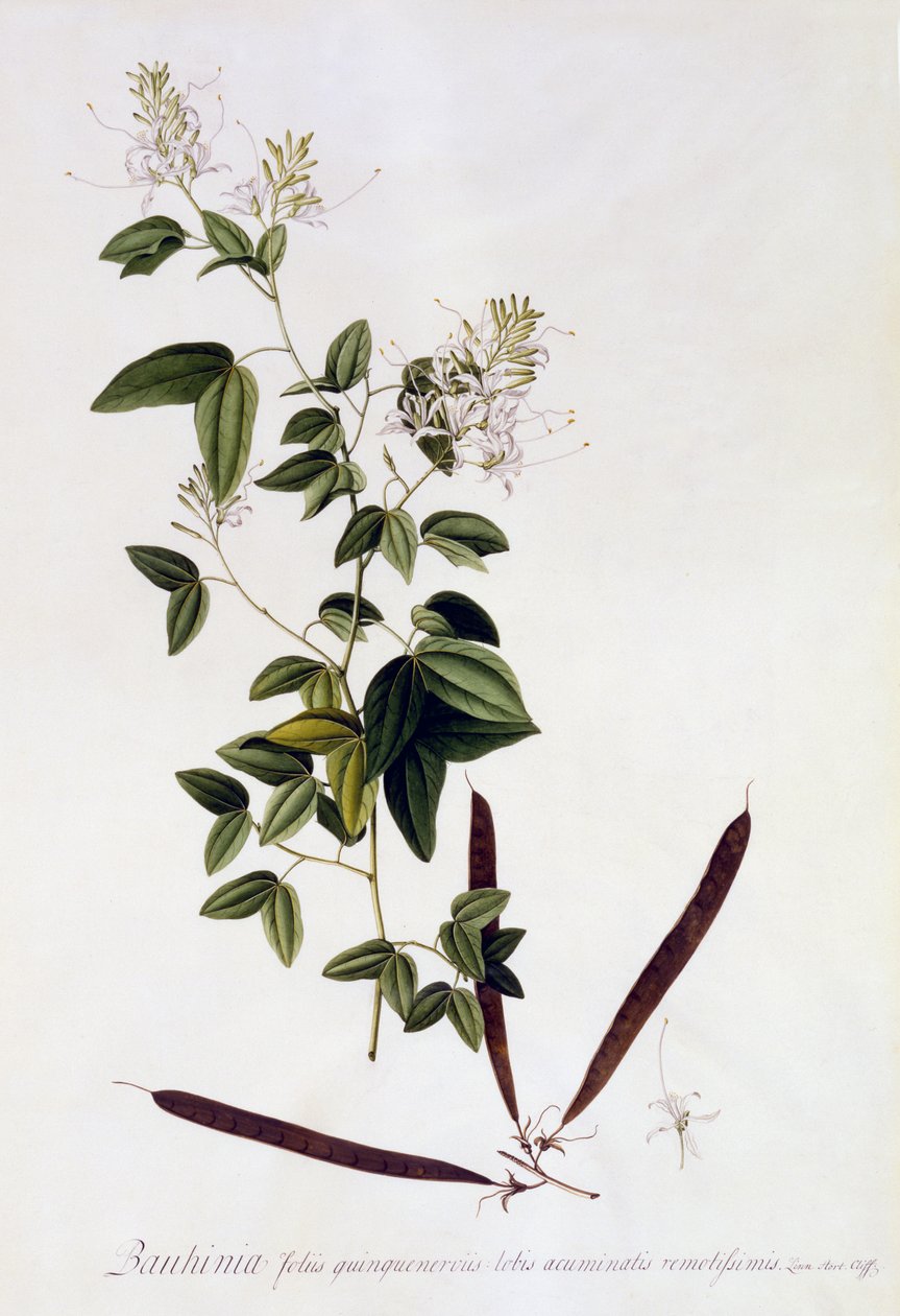 紫荆花，1745（手工雕刻） 作者 格奥尔格·狄奥尼修斯·埃雷特