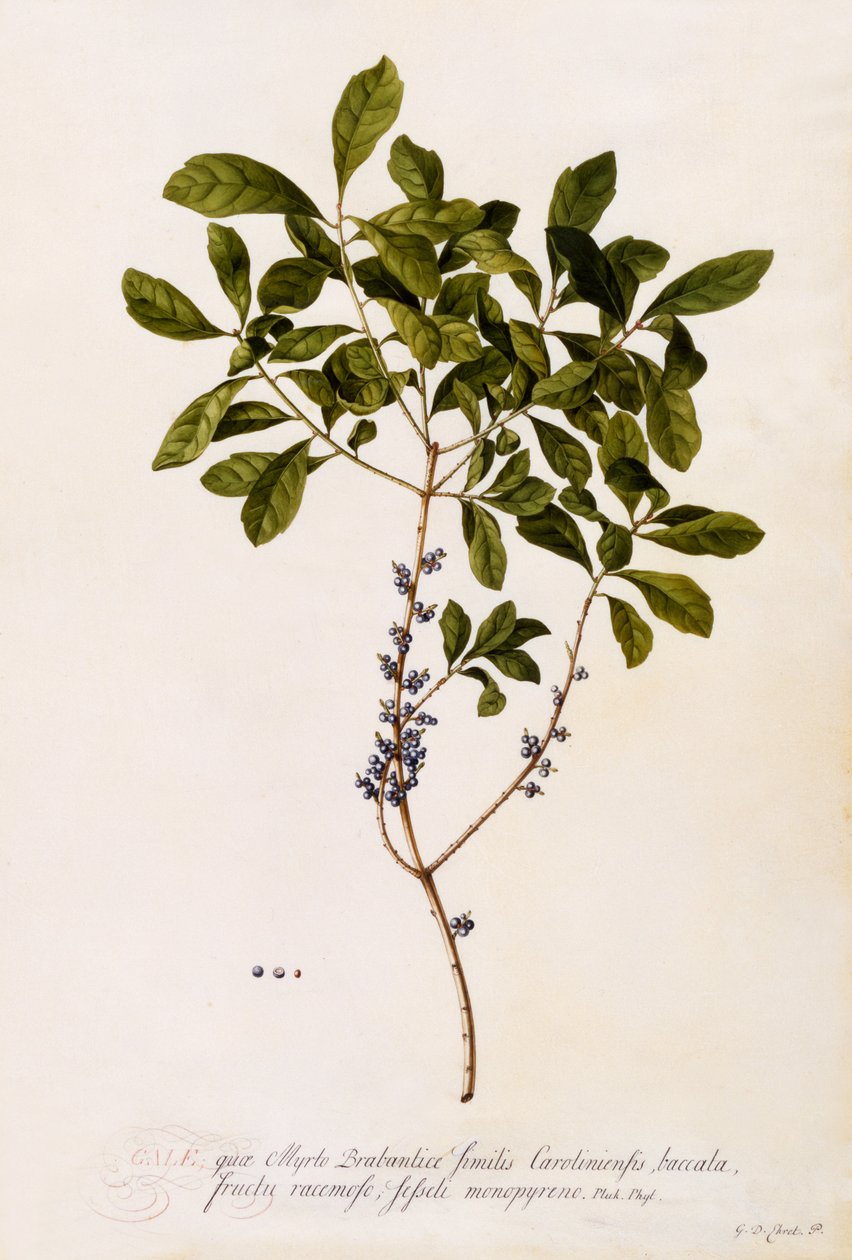 杨梅或桃金娘，c.1746（手工彩色雕刻） 作者 格奥尔格·狄奥尼修斯·埃雷特