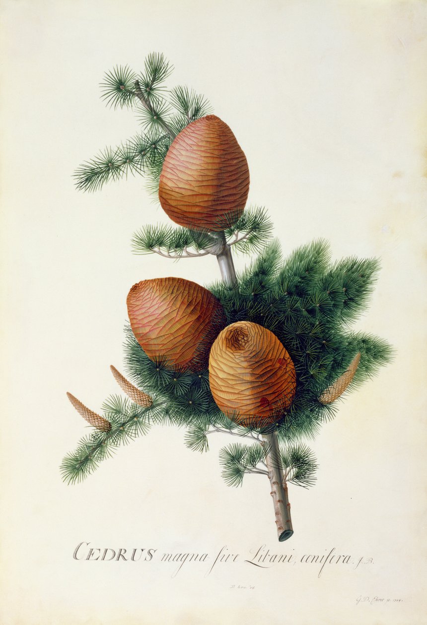 Cedrus Libani，1744年（牛皮纸上的水粉） 作者 格奥尔格·狄奥尼修斯·埃雷特