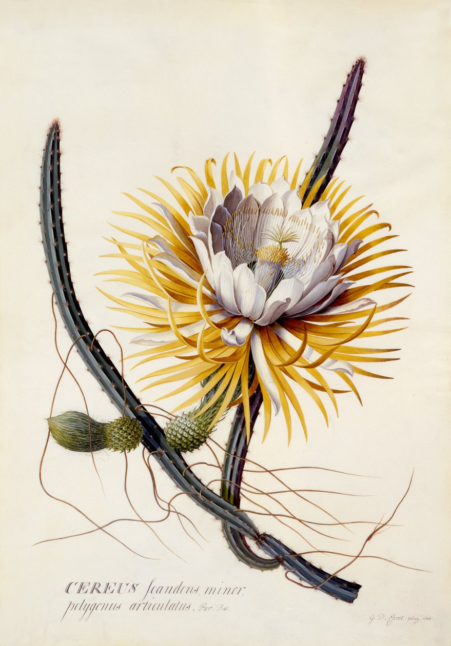 Cereus，夜之女王，c.1744（手工彩色雕刻） 作者 格奥尔格·狄奥尼修斯·埃雷特